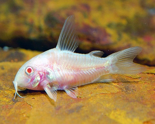 Corydoras paleatus.